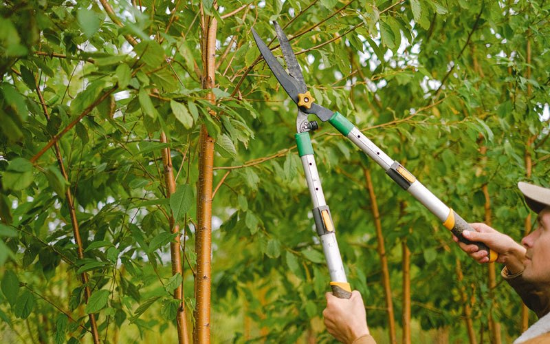 Tree trimming in Eagar, AZ
